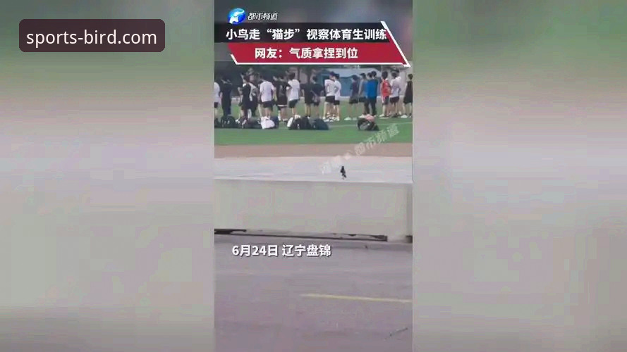 资深用户分享：小鸟体育下载iOS版实战经验与高效使用指南