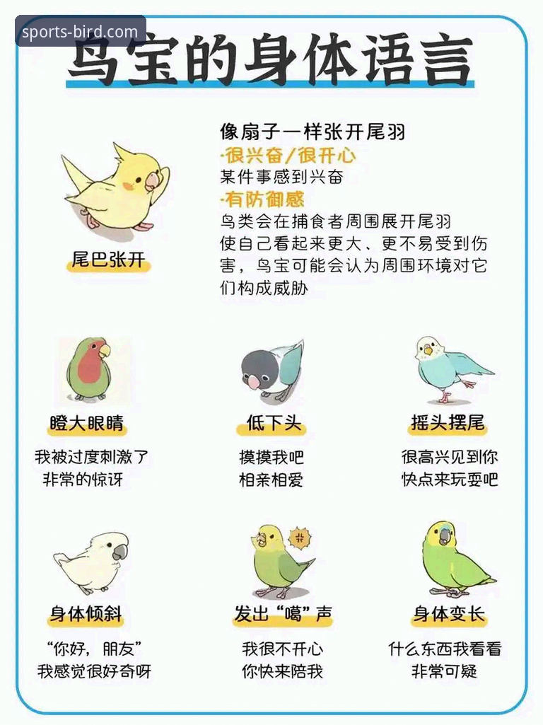 小鸟体育赛事预测实用指南：从入门到精通的必备知识
