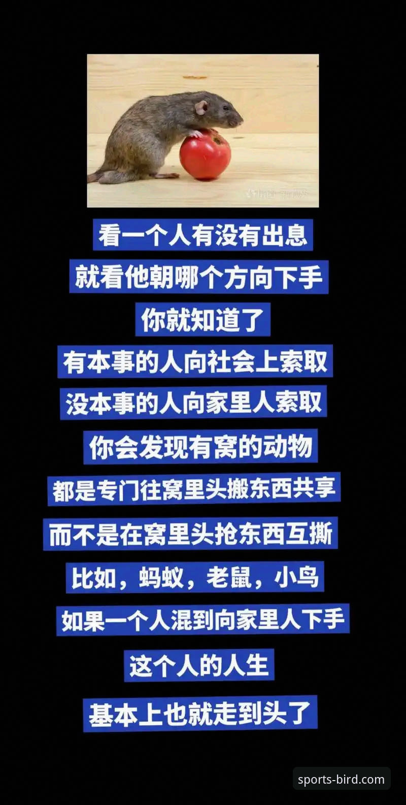 小鸟体育直播平台 揭秘小鸟体育直播平台:高效观赛与数据分析的实战指南
